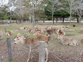 toudaiji2.jpg