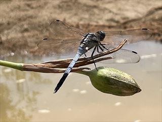 IMG_5454_R.jpg
