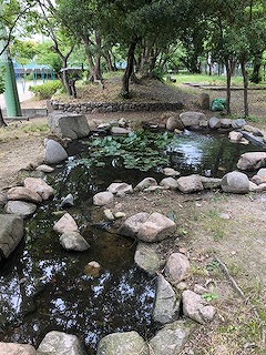 IMG_4961.jpg