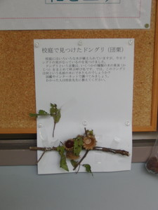 CIMG1142.jpg
