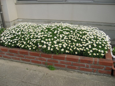 s-mukashiIMG_2438.jpg
