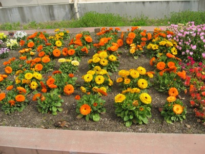 s-mukashiIMG_2447.jpg