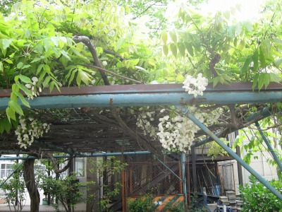 s-mukashiIMG_2449.jpg