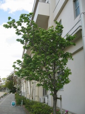 s-mukashiIMG_2450.jpg