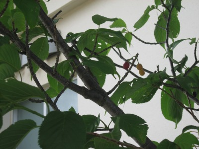 s-mukashiIMG_2459.jpg