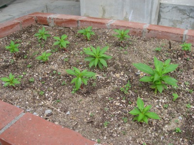 s-mukashiIMG_2478.jpg