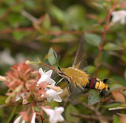 250px-Cephonodes_hylas_hylas_Linnaeus.jpg