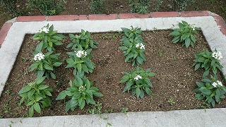 DSC_1415.jpg