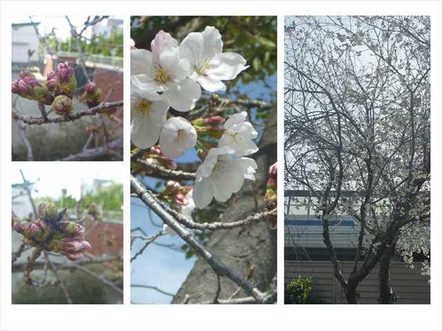 R050320桜の開花03_R.JPG