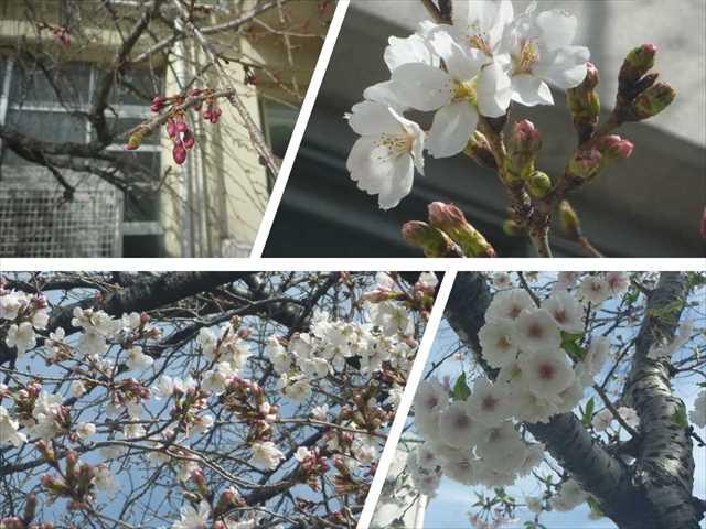 R050320桜の開花02_R.JPG