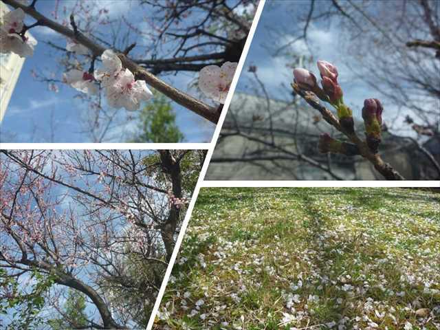 R050320桜の開花01_R.JPG
