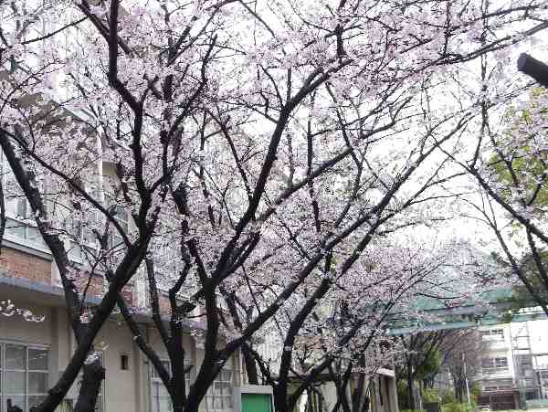 sakura.JPG