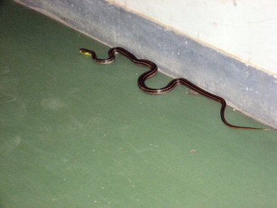 snake2.jpg