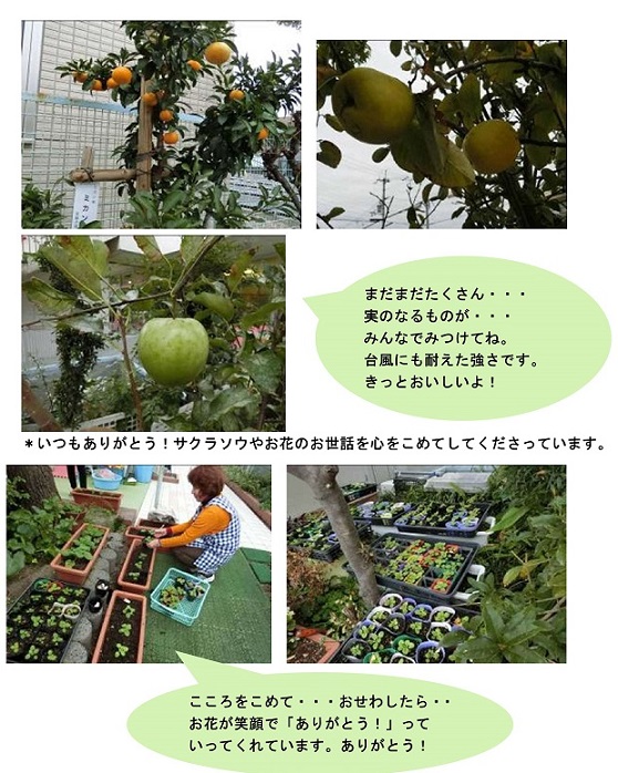 h301127mikankarinringo.jpg