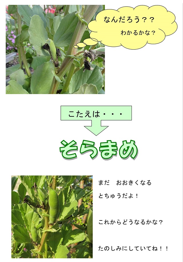 r020424mame02_2.jpg