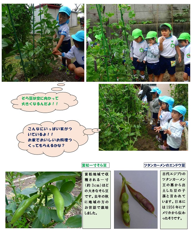 豆の収穫 ５月８日 火 尼崎市立塚口幼稚園
