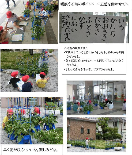 R06_1nen_asagao_0627.jpg