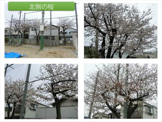 R040331桜02_R.JPG