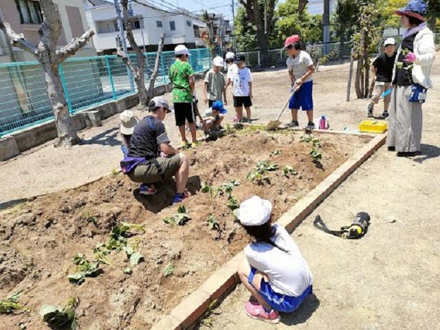 あまいも植え2.jpg