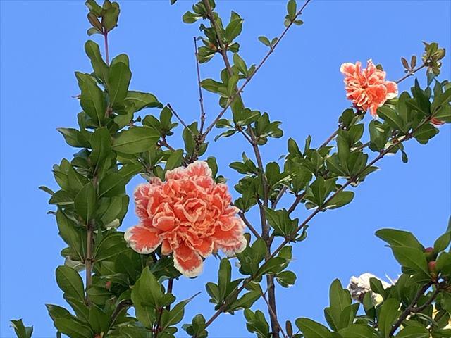 IMG_1898_R.JPG