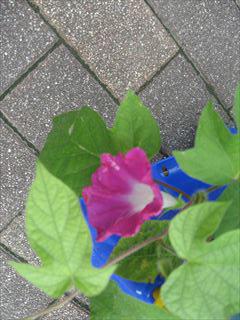 IMG_0324_R.JPG