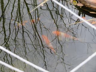 IMG_1337_R.JPG