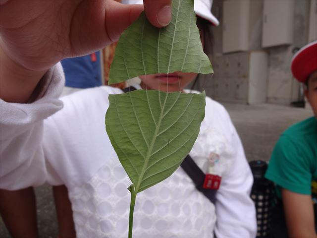 DSC02282_R.JPG