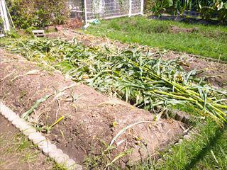 DSCF0495_R.JPG