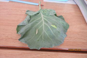 IMG_3997_R.JPG