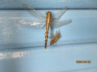 IMG_1289_R.JPG