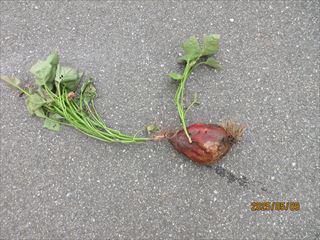 IMG_1437_R.JPG