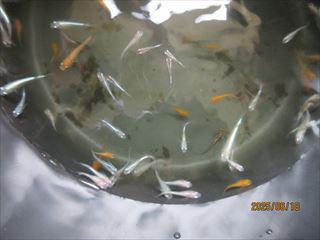 IMG_1853_R.JPG