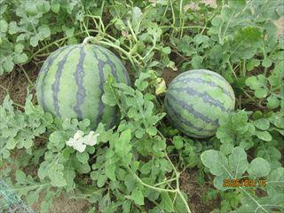 IMG_4470_R.JPG
