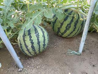 IMG_6216_R.jpg