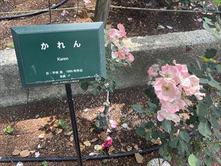 IMG_6819_R.jpg