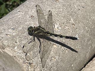 IMG_7277_R.jpg