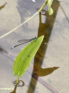 080728イトトンボ_R.jpg