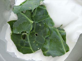 CIMG1161_R.JPG