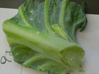 CIMG1162_R.JPG
