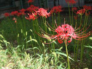 DSCF2365彼岸花_R.JPG