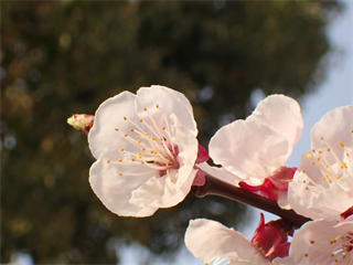 P3256266_R.PNG