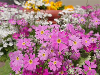 P3256326_R.PNG