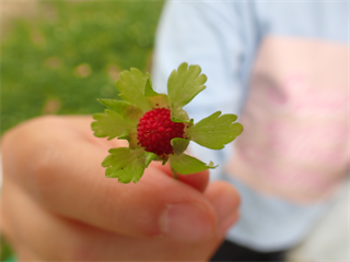 P5167334_R.PNG