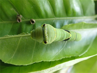 P5291833_R.PNG