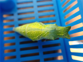 P5291847_R.PNG