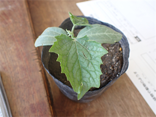 P6052078_R.PNG