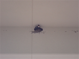 P6262472_R.PNG
