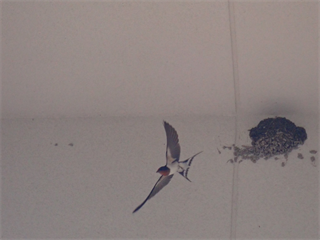 P6262491 (3)_R.PNG