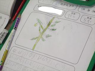 DSCF1178 2年観察カード_LI_R.jpg