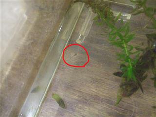DSCF1621　メダカ_LI_R.jpg